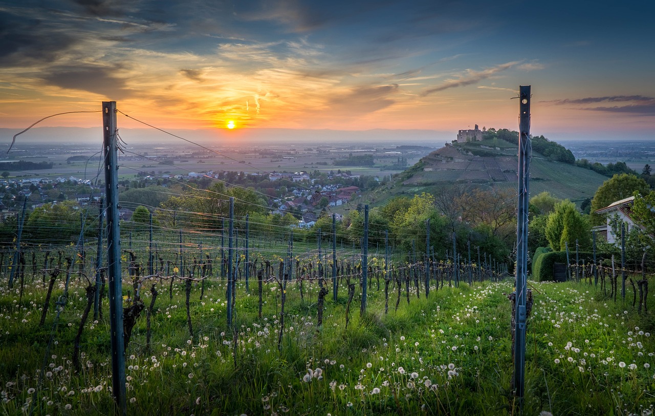 Weinlandschaft in Baden-Württemberg im Sonnenuntergang